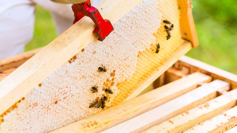 Tutorial: Beekeeping Plans, Supplies & Ideas